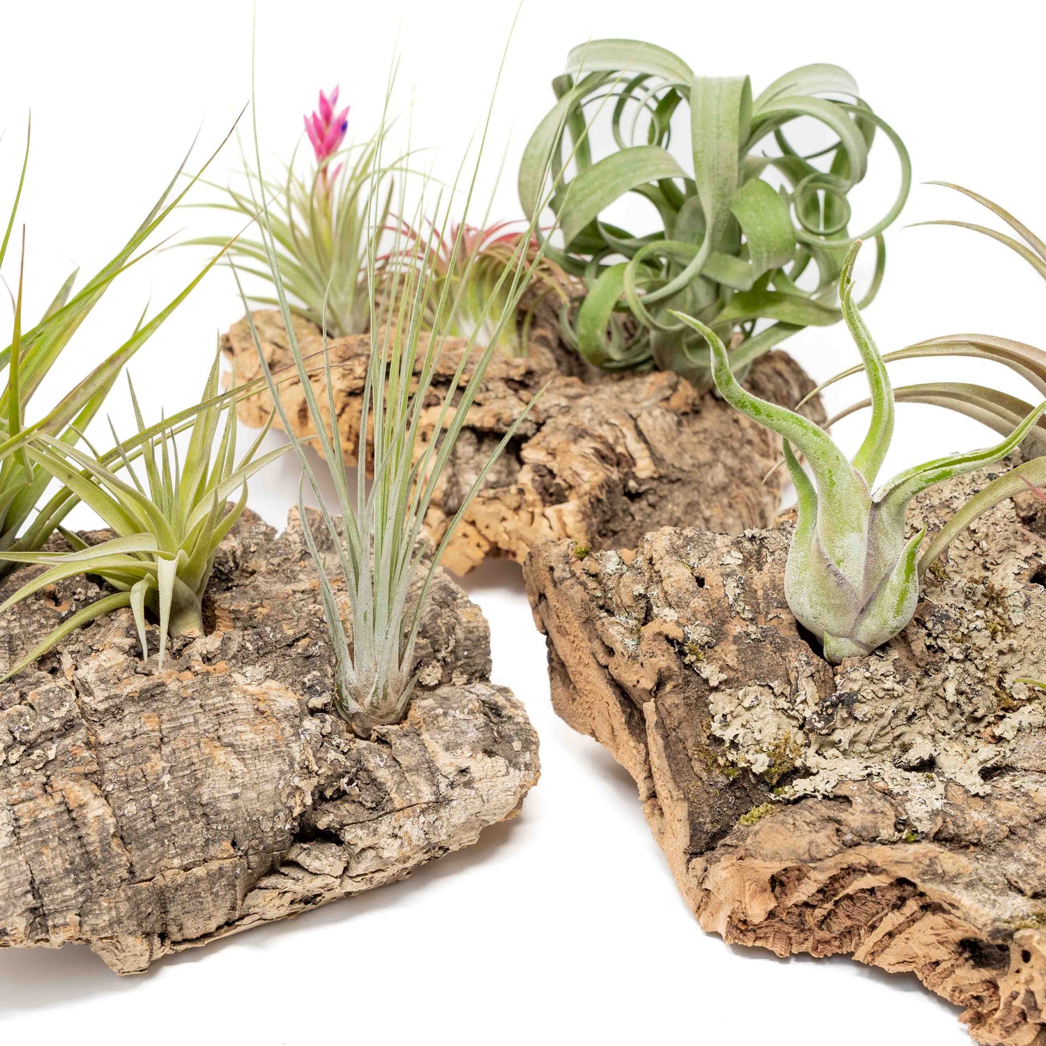 Medium Tabletop Cork Bark Display with 3 Tillandsia Air Plants