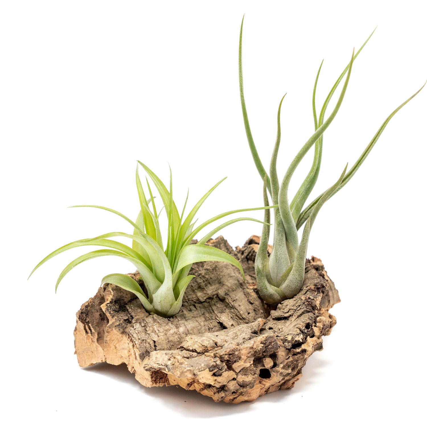 Small Tabletop Cork Bark Display with 2 Tillandsia Air Plants