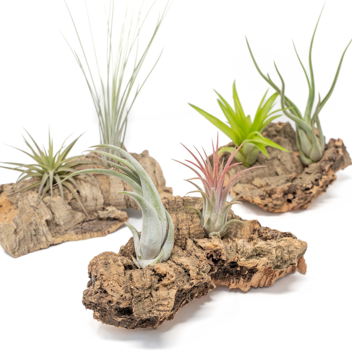 Small Tabletop Cork Bark Display with 2 Tillandsia Air Plants