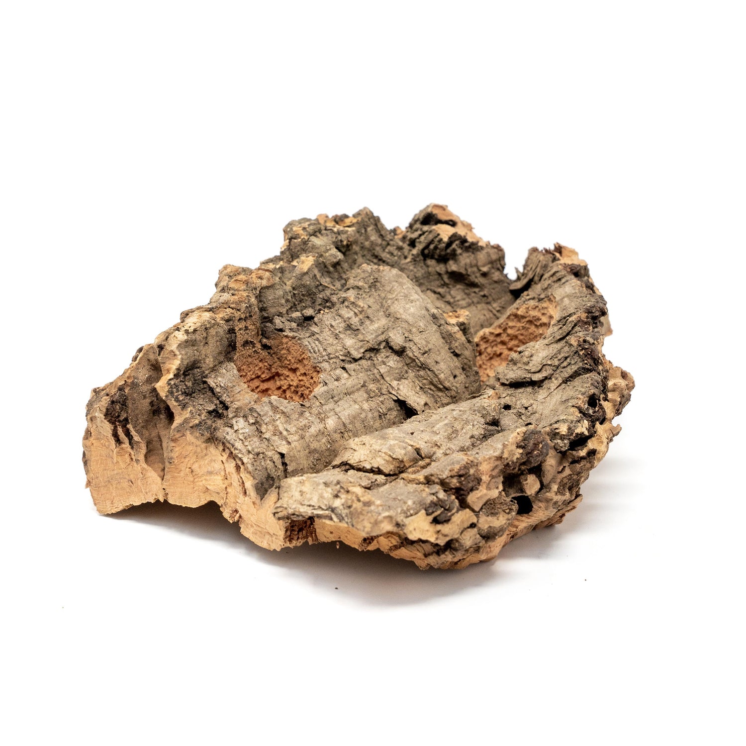 Small Tabletop Cork Bark Display with 2 Tillandsia Air Plants