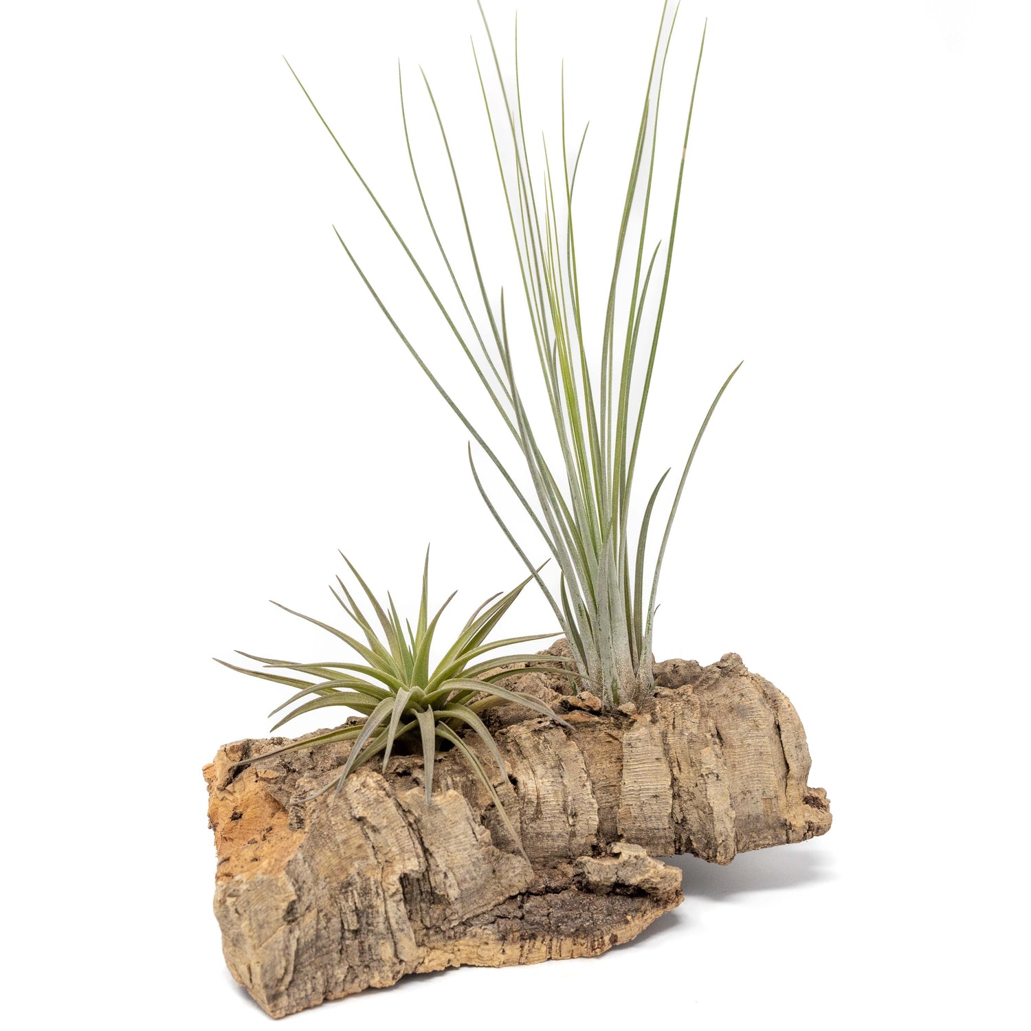 Small Tabletop Cork Bark Display with 2 Tillandsia Air Plants