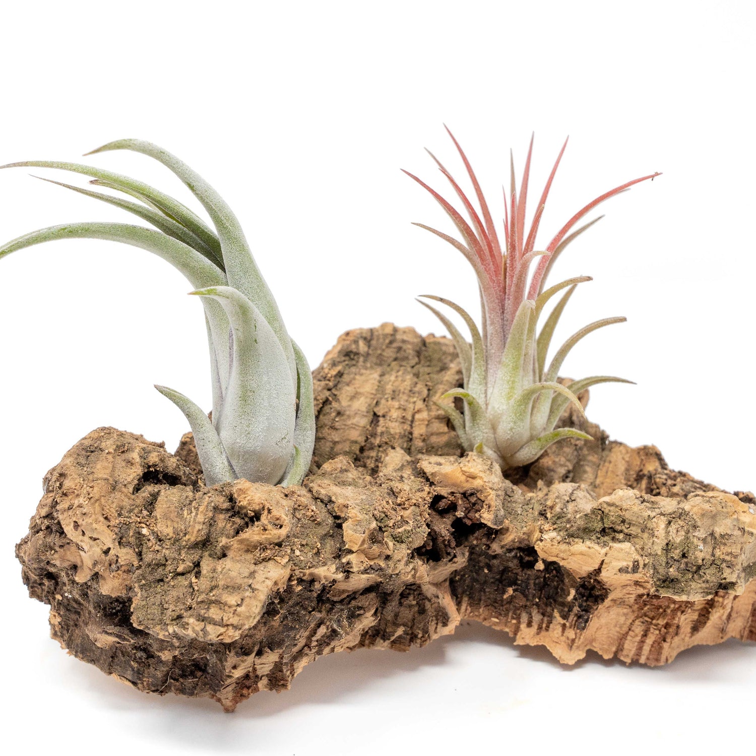 Small Tabletop Cork Bark Display with 2 Tillandsia Air Plants
