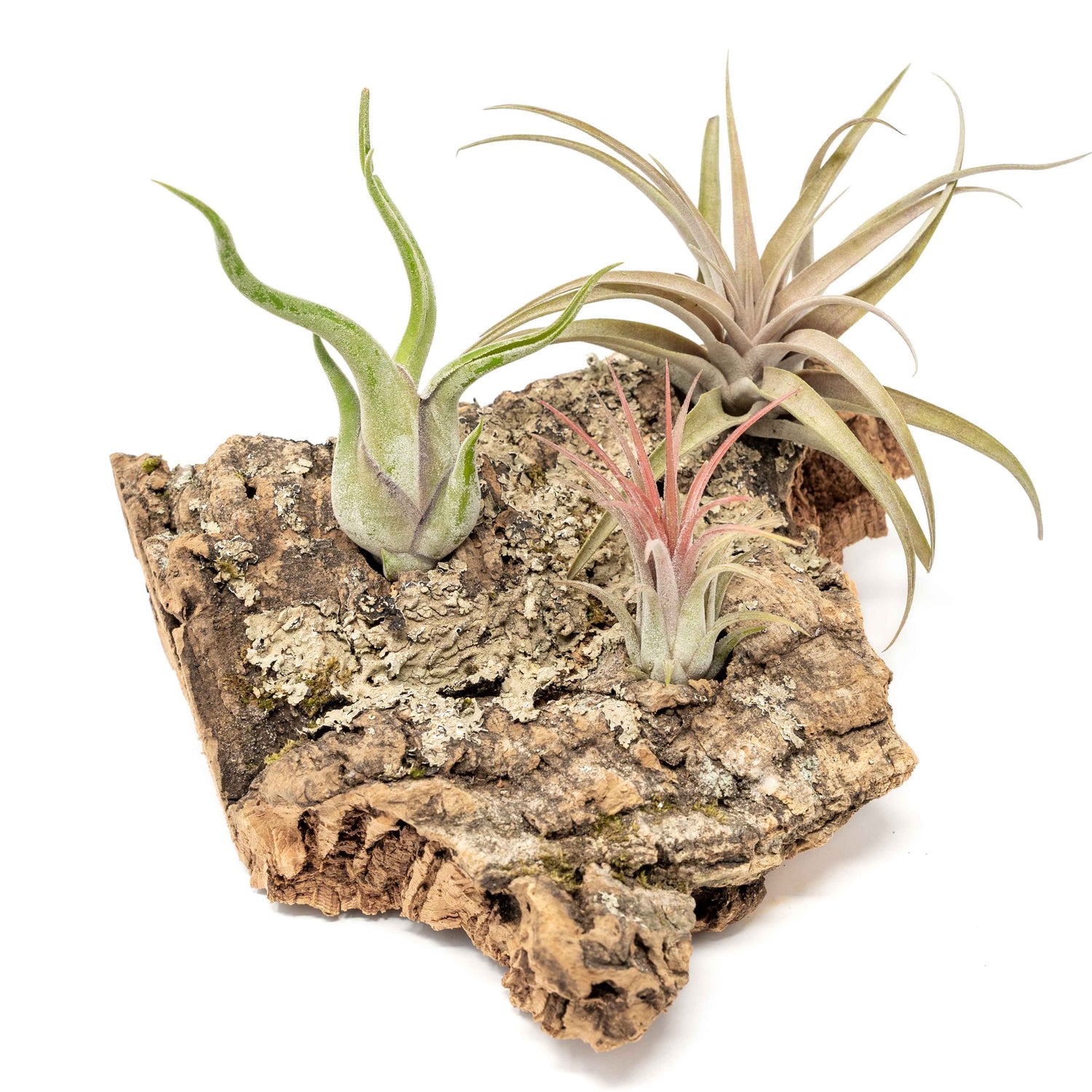 Medium Tabletop Cork Bark Display with 3 Tillandsia Air Plants