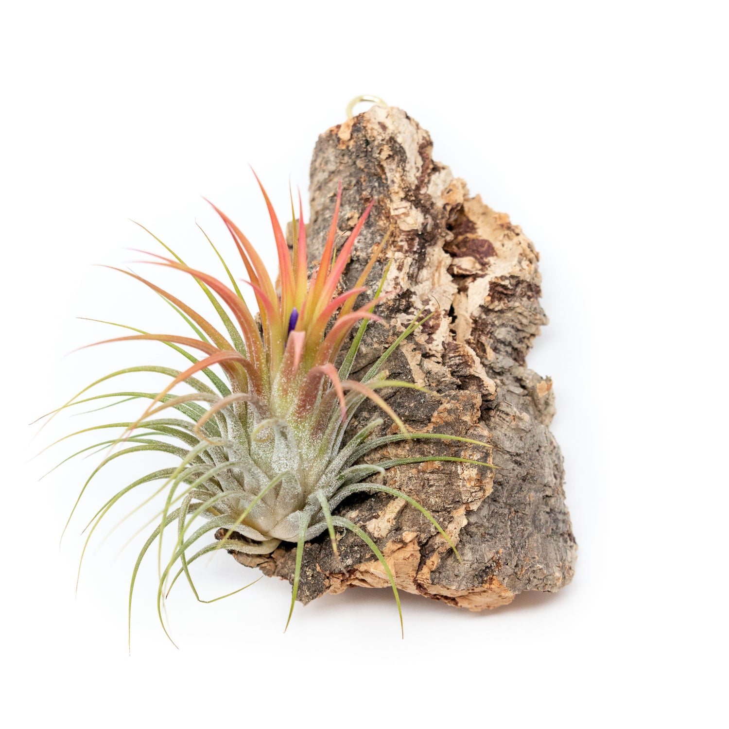 Cork Bark Chunk Display with Assorted Tillandsia Air Plant - Approximately 2 x 4 Inches