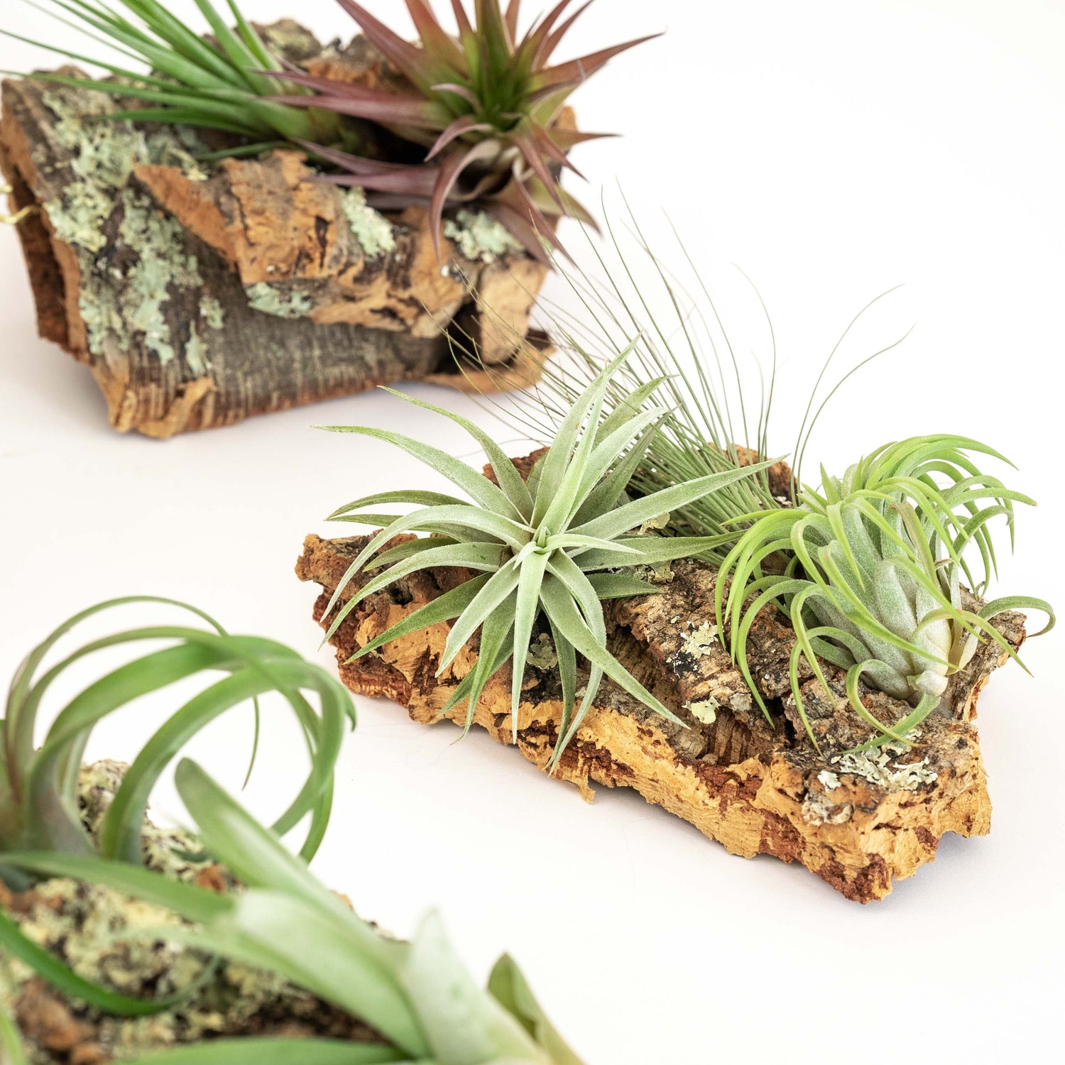 Medium Cork Bark Display with 4 Tillandsia Air Plants & Waterproof Glue -  Approximately 7 X 9 Inches