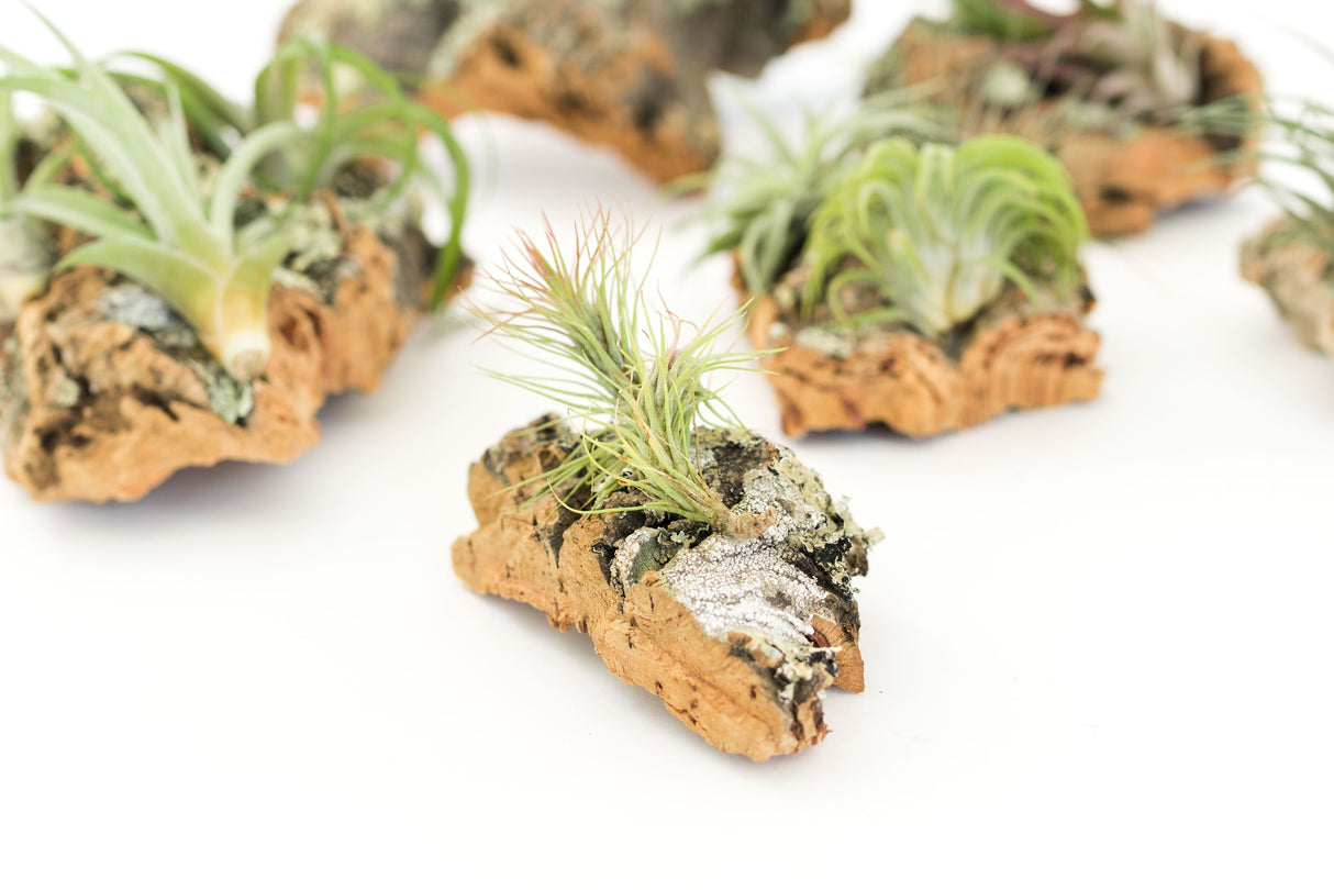 Cork Bark Chunk Display with Assorted Tillandsia Air Plant - Approximately 2 x 4 Inches