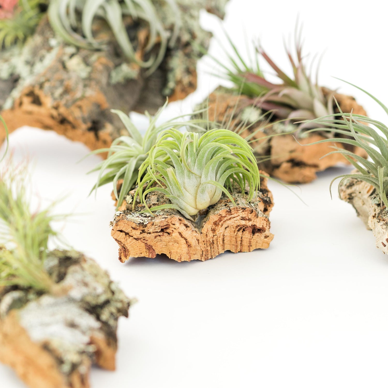 Medium Cork Bark Display with 4 Tillandsia Air Plants & Waterproof Glue -  Approximately 7 X 9 Inches