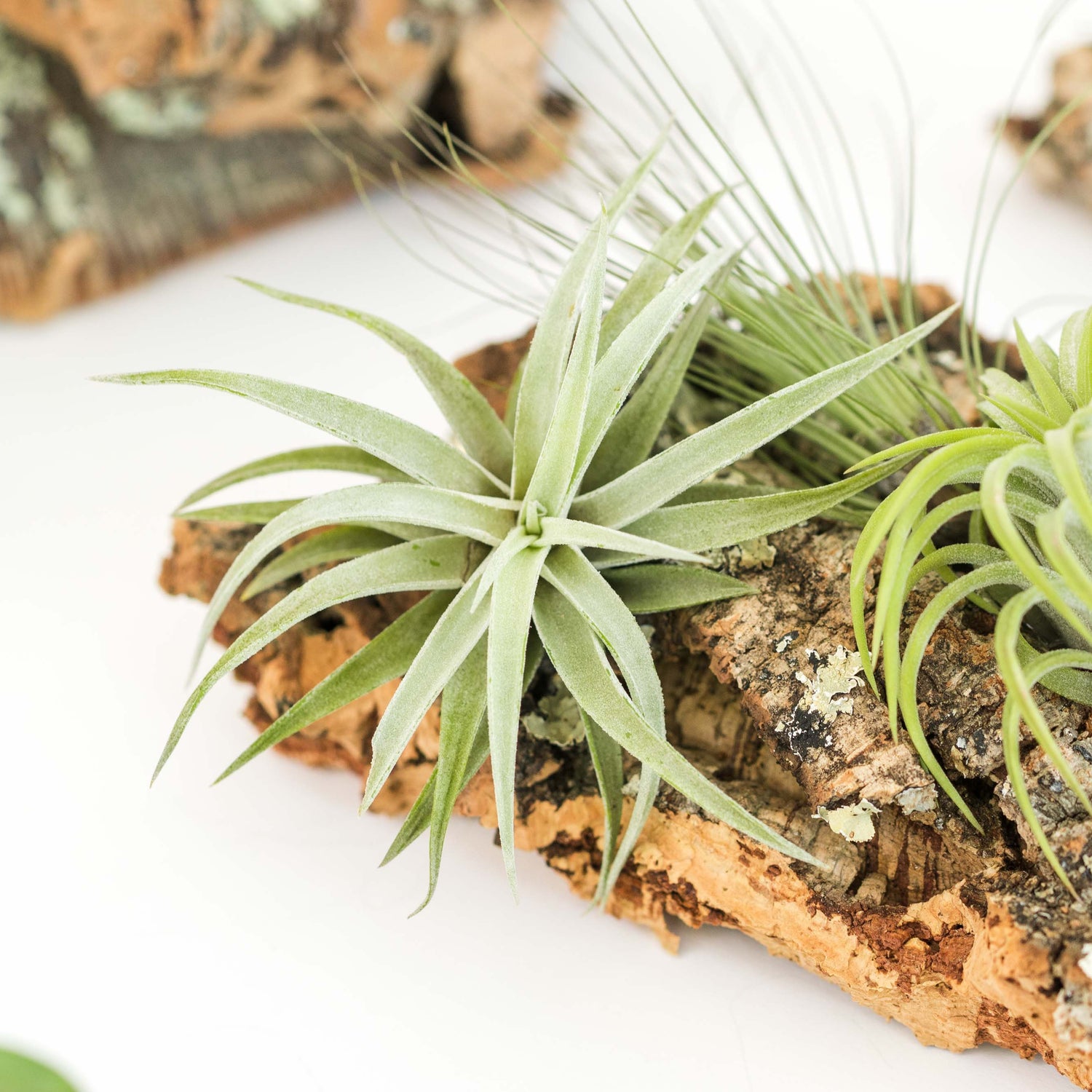 Medium Cork Bark Display with 4 Tillandsia Air Plants & Waterproof Glue -  Approximately 7 X 9 Inches