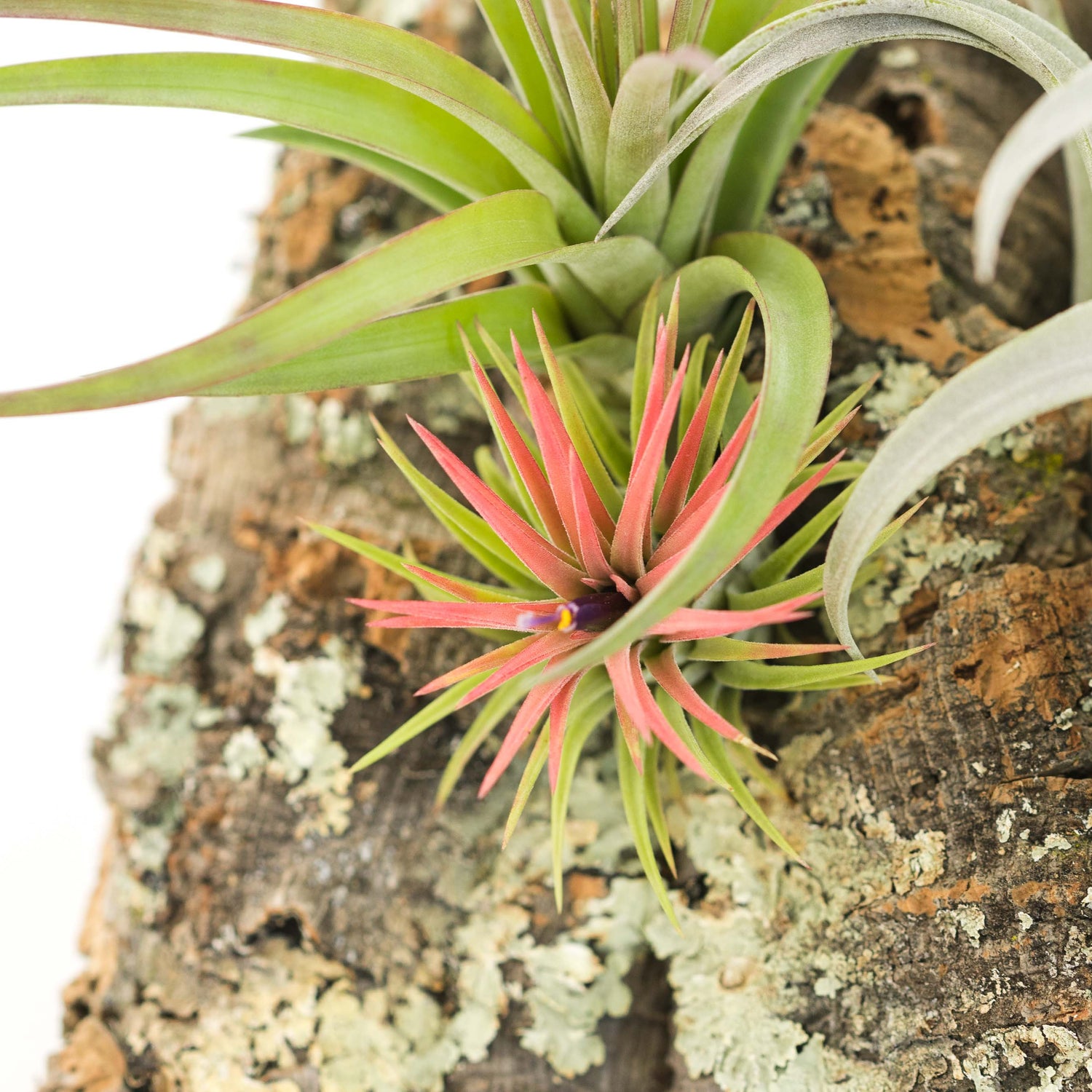 Large Cork Bark Display with 5 Tillandsia Air Plants & Waterproof Glue - About 10 X 16 Inches