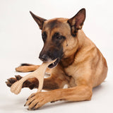 BetterBone MEDIUM Durability CHEW TOY: Perfect Chew for Everyday Chewers | Natural Ingredients, Eco-Friendly, Non-Toxic