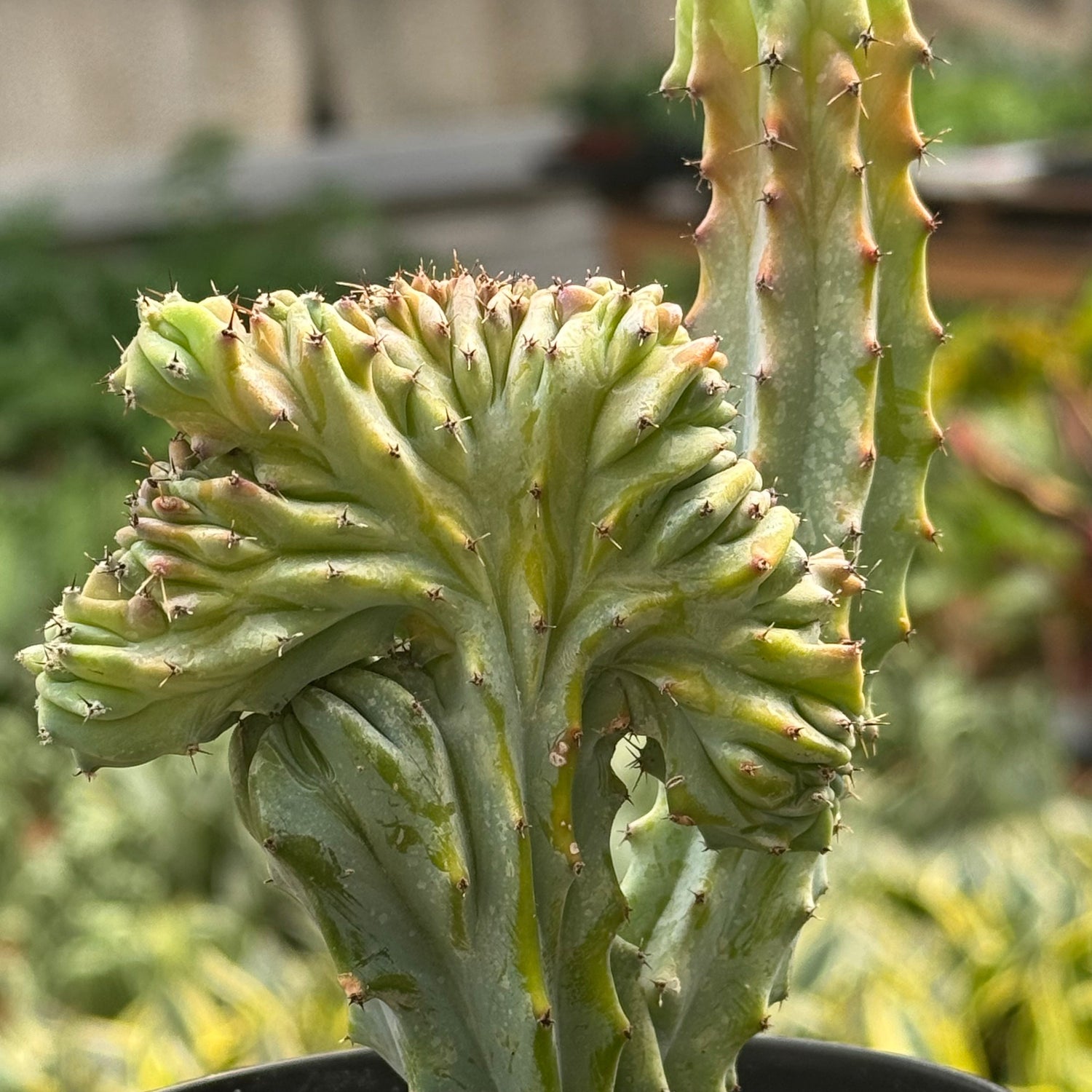 Succulent Euphorbia Lactea Mermaid Tail