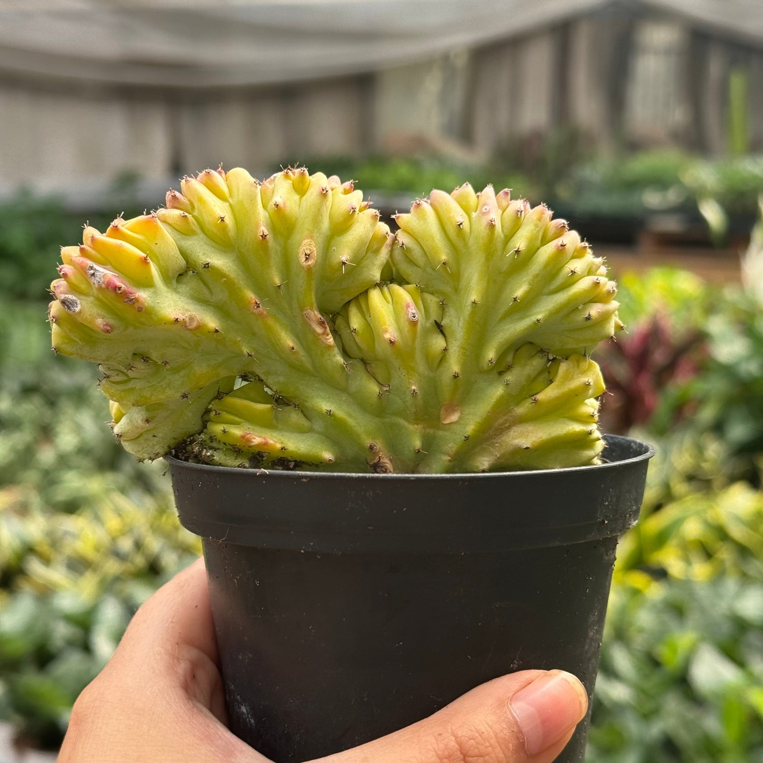 Succulent Euphorbia Lactea Mermaid Tail