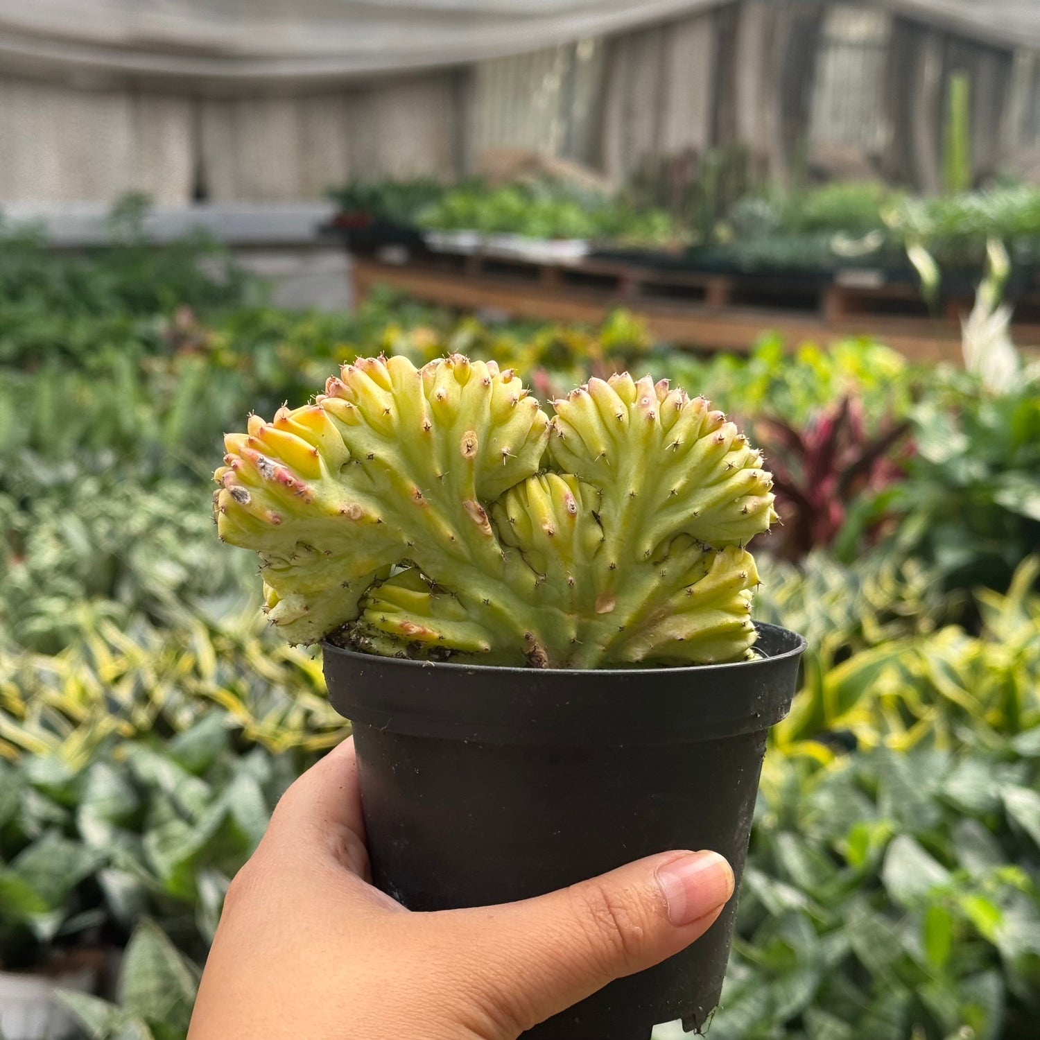 Succulent Euphorbia Lactea Mermaid Tail