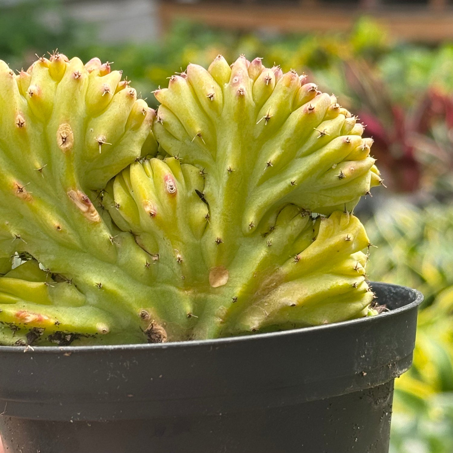 Succulent Euphorbia Lactea Mermaid Tail