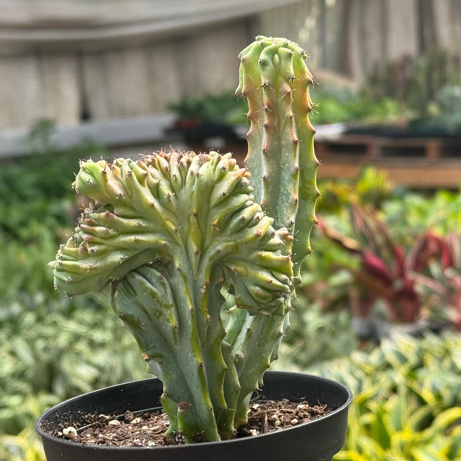 Succulent Euphorbia Lactea Mermaid Tail