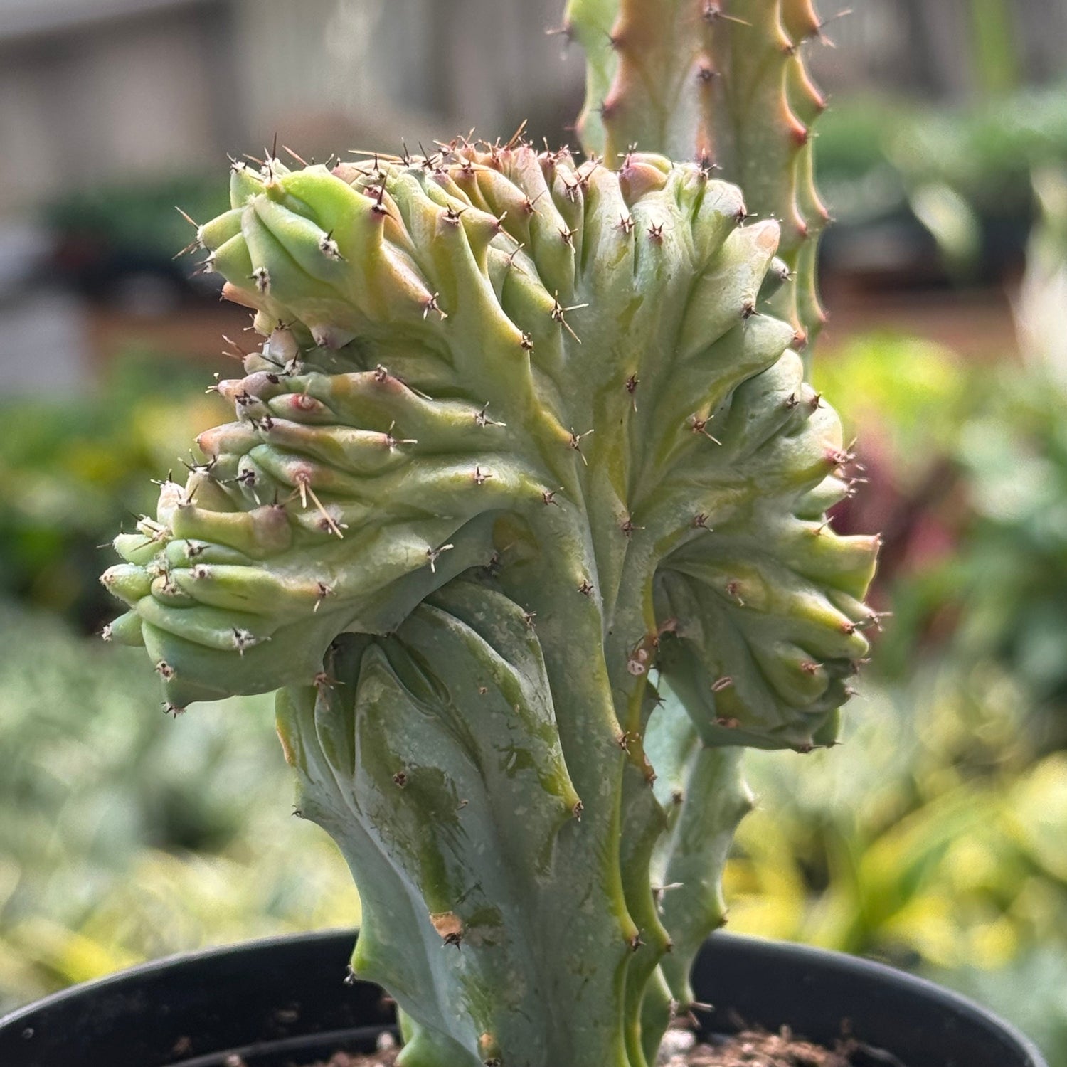 Succulent Euphorbia Lactea Mermaid Tail