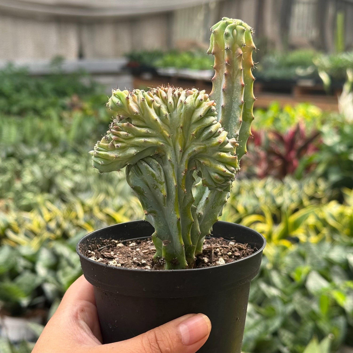 Succulent Euphorbia Lactea Mermaid Tail