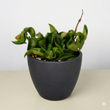 Hoya Rope Plant