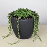 Succulent 'String of Pearls'