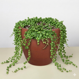 Succulent 'String of Pearls'