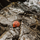 Geranium & Vetiver Perfume