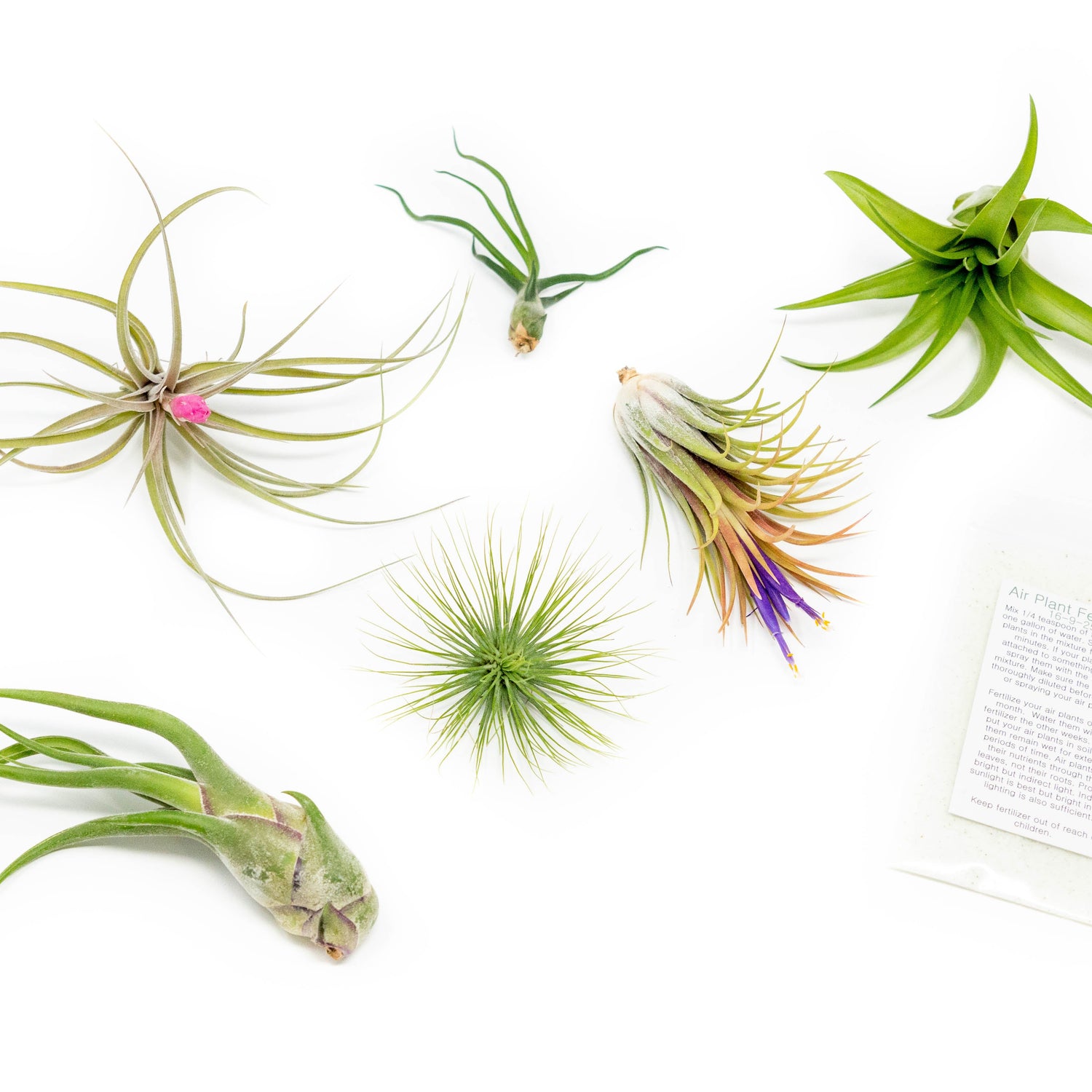 Tillandsia Air Plant Grab Bag of 6 Plants + 1 Year Air Plant Fertilizer Pack
