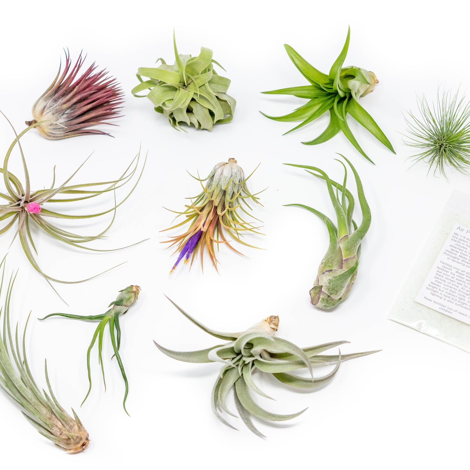 Tillandsia Air Plant Grab Bag of 10 Plants + 1 Year Air Plant Fertilizer Pack