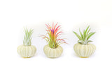Green Urchin with Tillandsia Air Plant