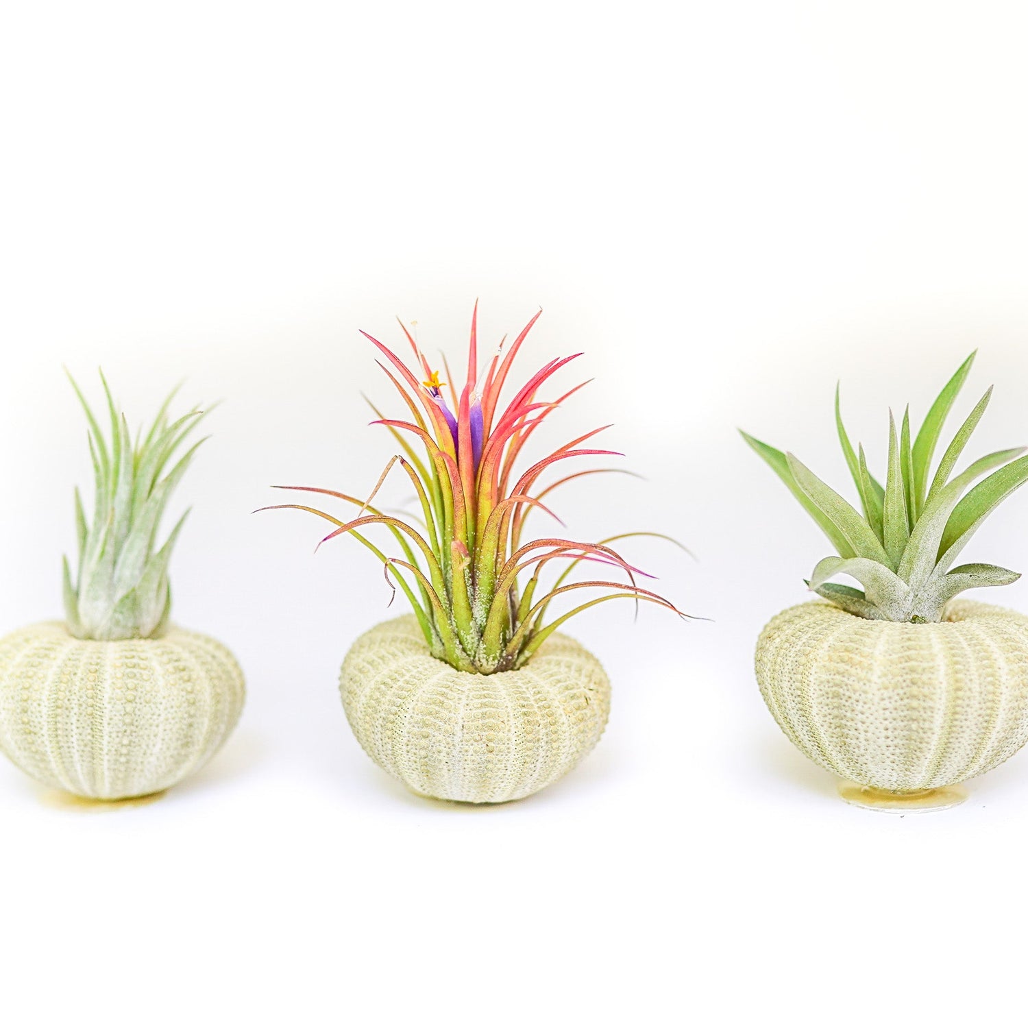 Green Urchins with Tillandsia Air Plants - Set of 1, 3 or 5