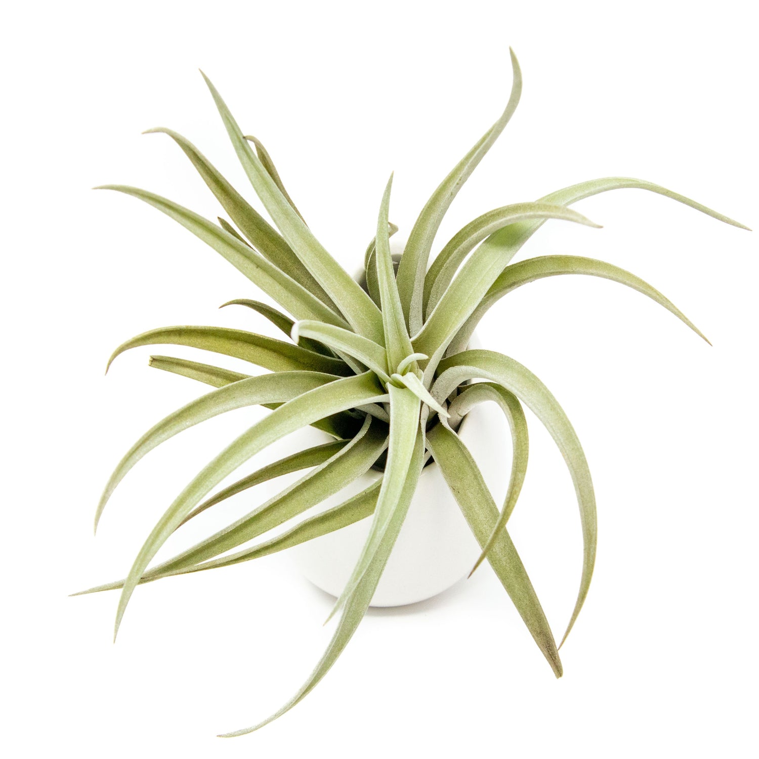 Set of 3 or 6 Large Ivory Ceramic Vases with Tillandsia Harrisii, Sparkler, & Caput Medusae Air Plants