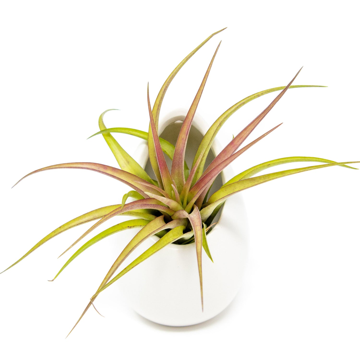 Small Ivory Ceramic Container - Choose Your Custom Tillandsia Air Plant