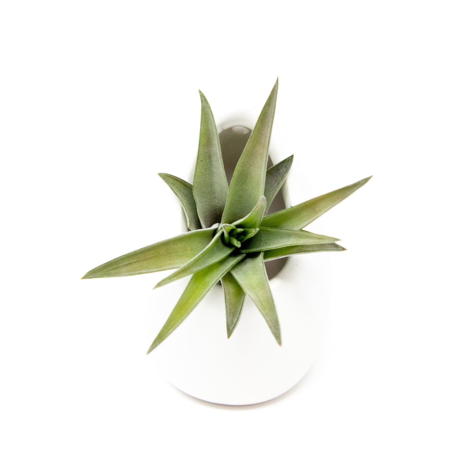 Sets of 3 or 6 Small Ivory Ceramic Vases with Tillandsia Velutina, Harrisii & Abdita Air Plants