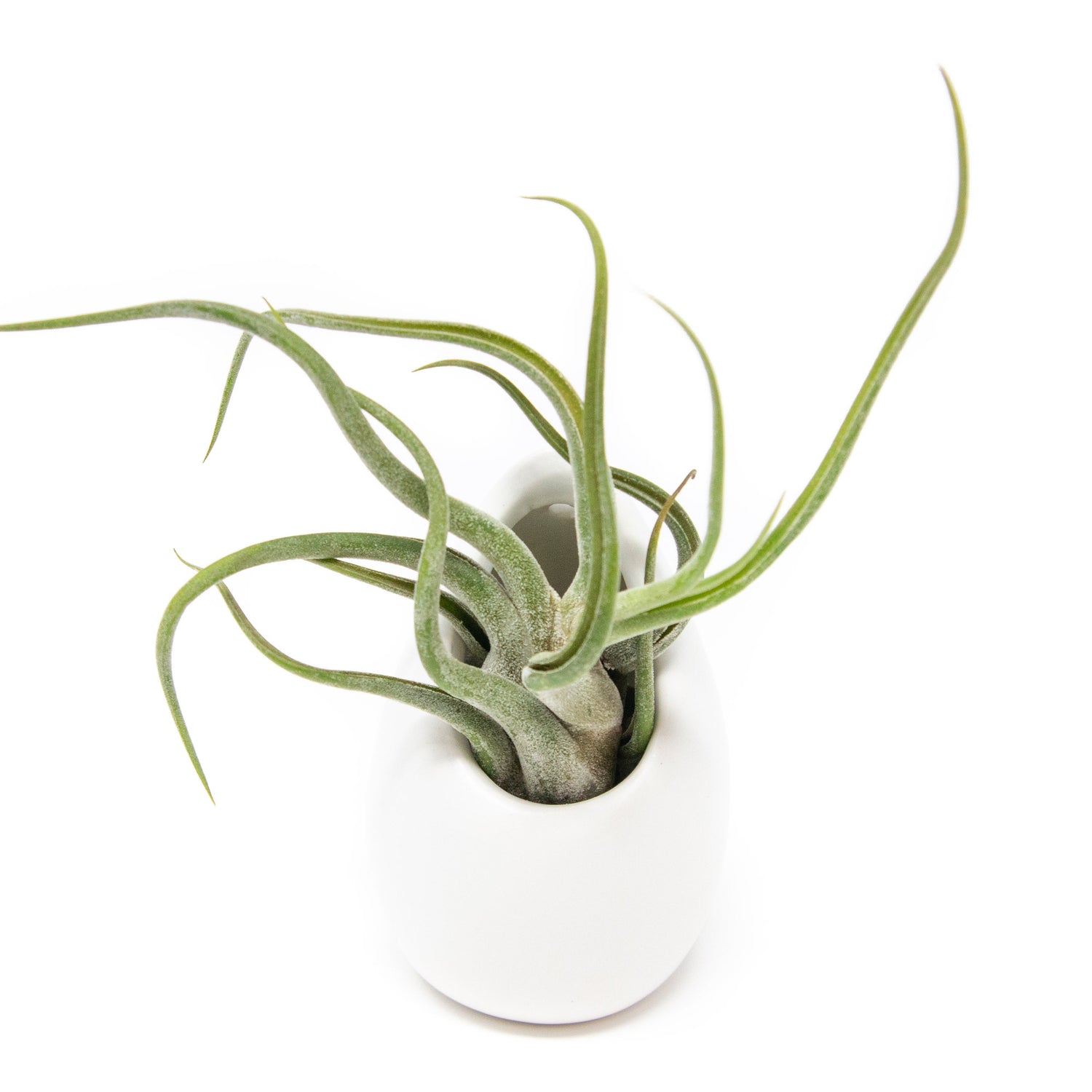Small Ivory Ceramic Container - Choose Your Custom Tillandsia Air Plant