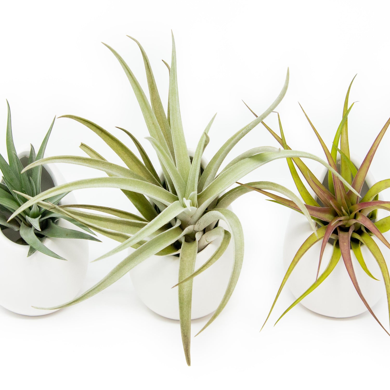 Sets of 3 or 6 Small Ivory Ceramic Vases with Tillandsia Velutina, Harrisii & Abdita Air Plants