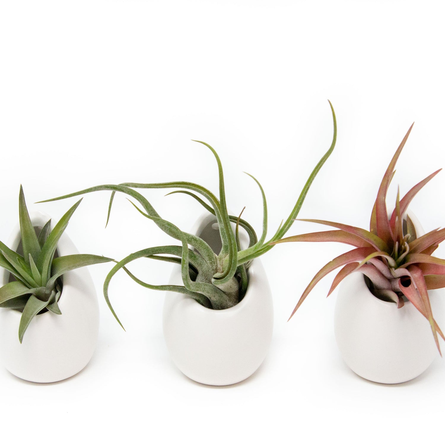 Sets of 3 or 6 Small Ivory Ceramic Vases with Tillandsia Red Abdita, Velutina and Caput Medusae Air Plants
