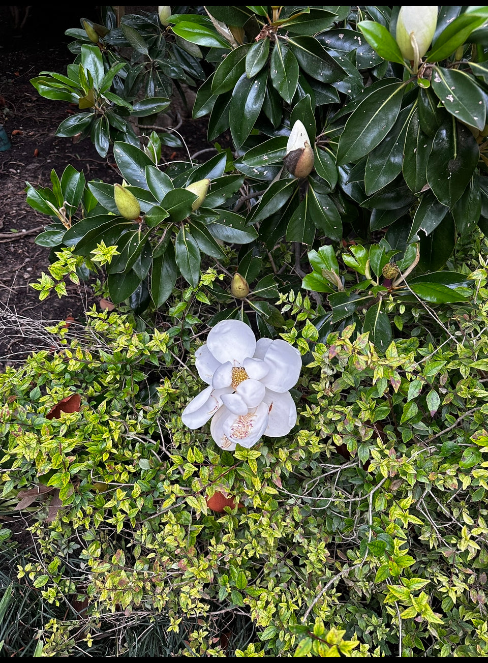 New Item! Prickly Pear Magnolia Restorative Body Balm
