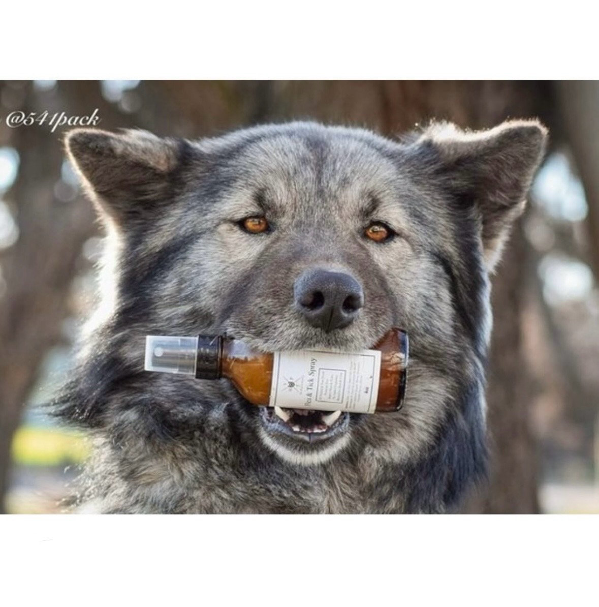 Flea & Tick Spray for Dogs