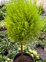 Cypress Lemon Topiary