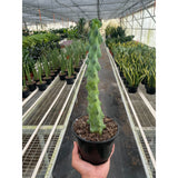 Boobie Cactus