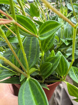 Peperomia 'Angulata'