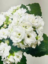 Kalanchoe