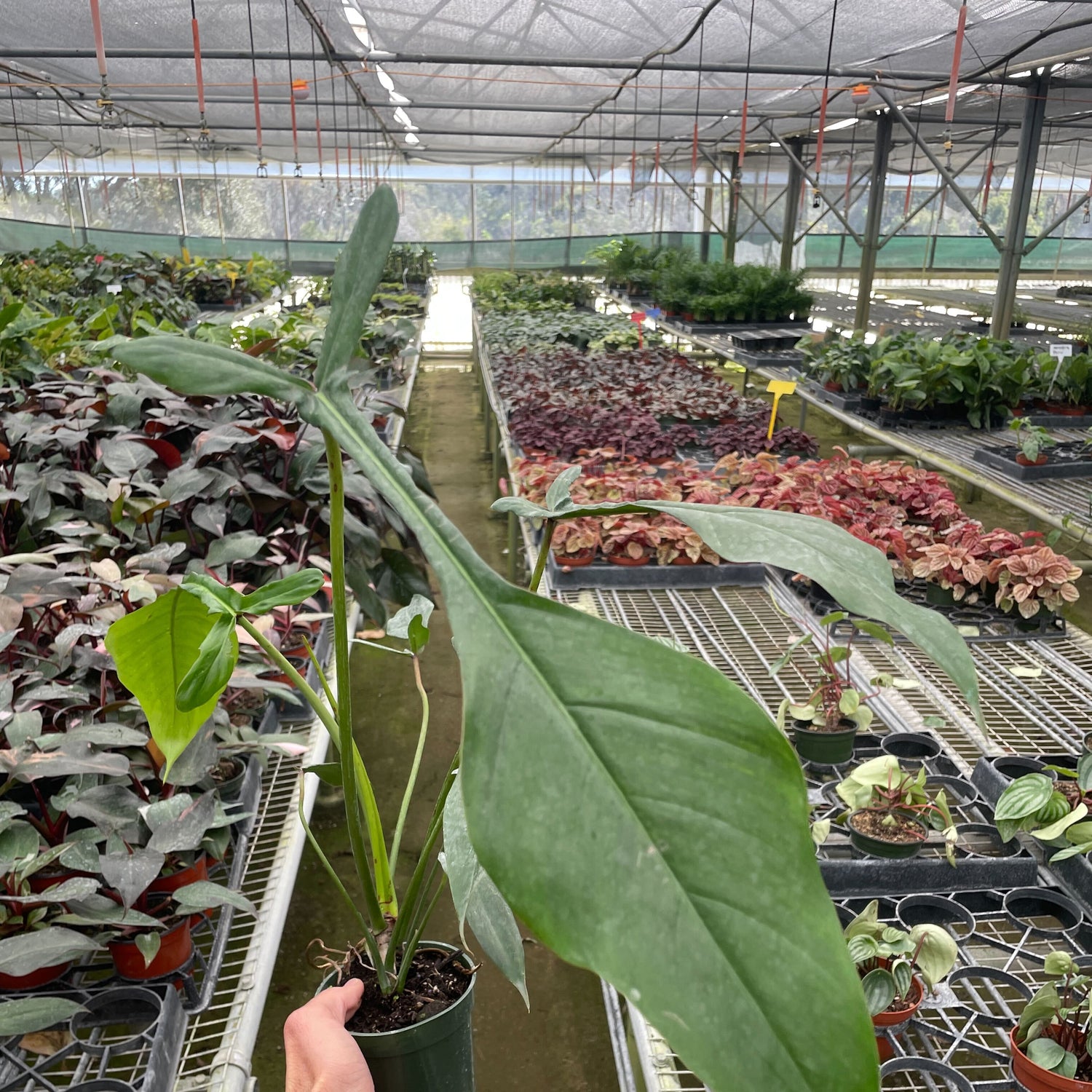Philodendron 'Joepii'