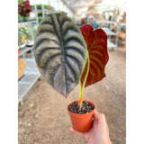 Alocasia 'Red Secret'