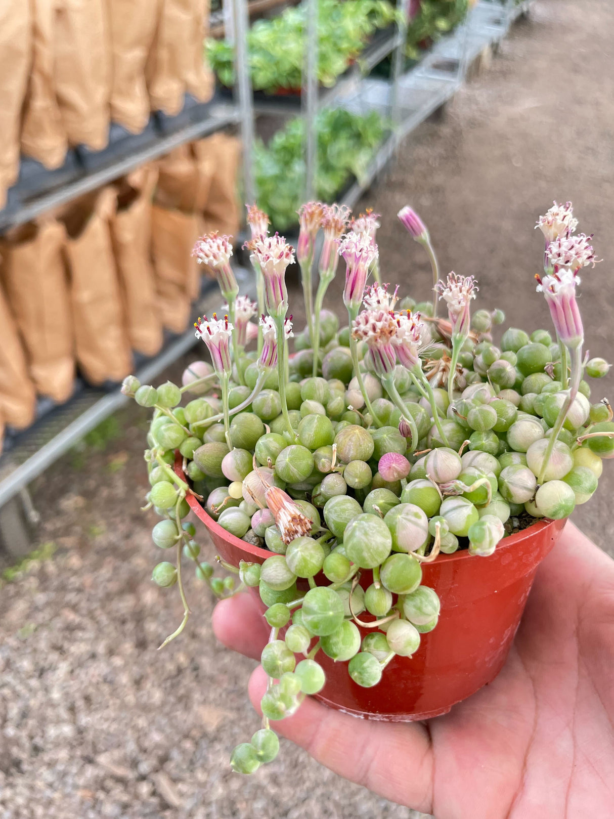 Succulent 'String of Pearls' Variegated