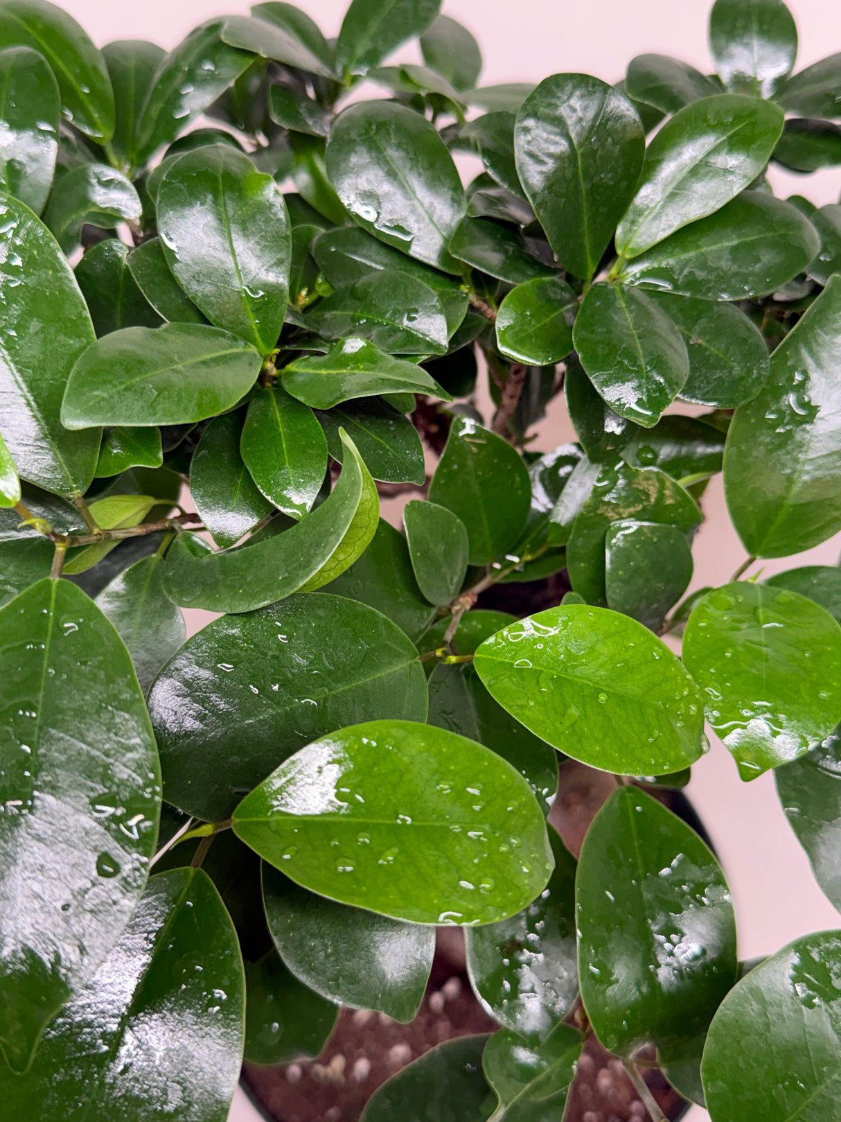 Ficus 'Ginseng'