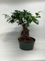Ficus 'Ginseng'