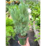 Blue Pine Trees