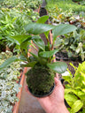 Peperomia Thailand Kokedama