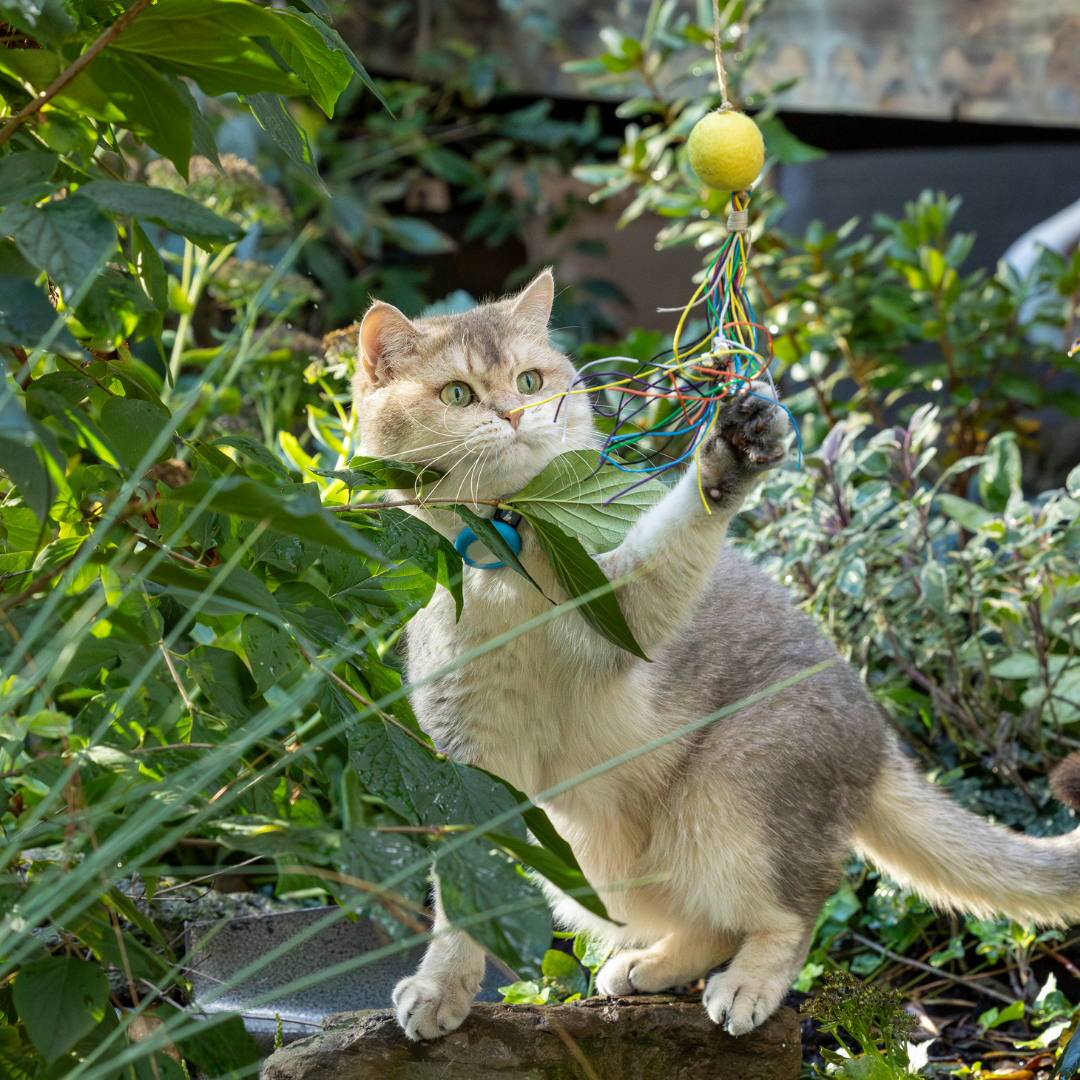 ECO-KITTY COMET