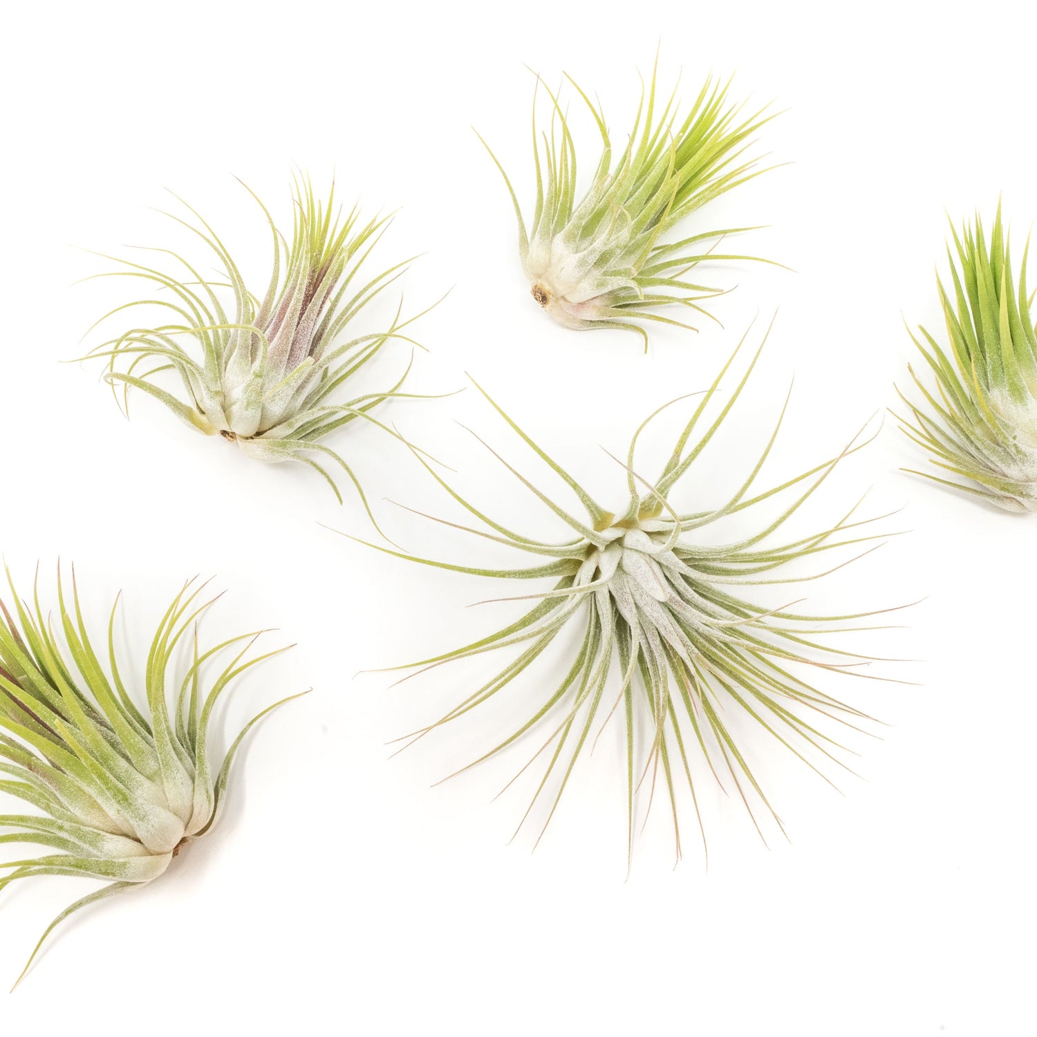 SALE - XL Tillandsia Ionantha Guatemala Air Plants - Set of 10 or 20 - 40% Off